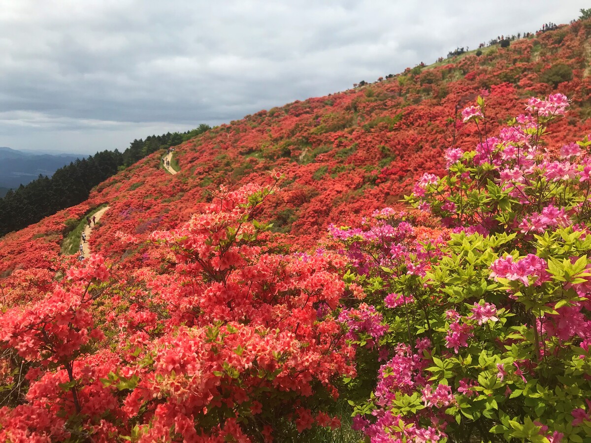 Thảm hoa đỗ quyên trên đỉnh núi Nhật Bản - 1