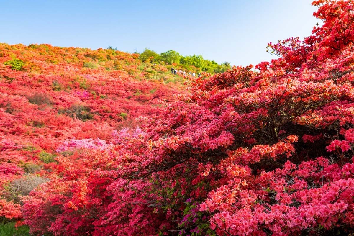 Thảm hoa đỗ quyên trên đỉnh núi Nhật Bản - 5