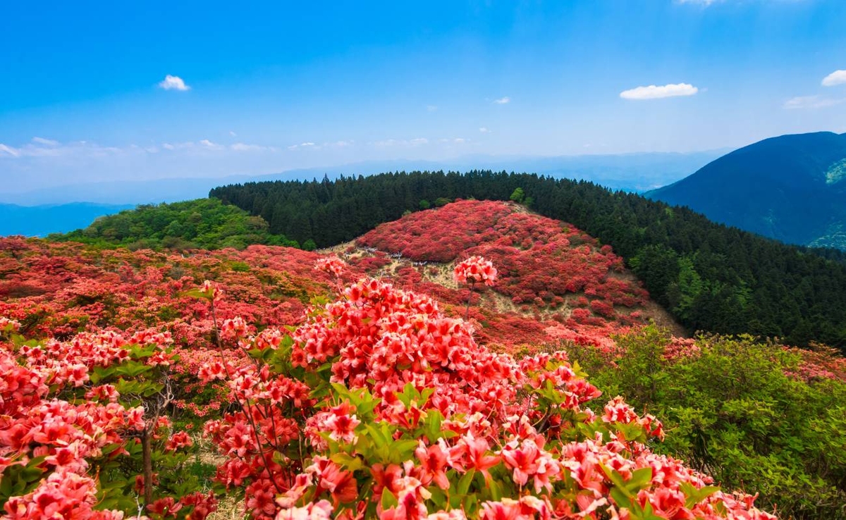 Thảm hoa đỗ quyên trên đỉnh núi Nhật Bản - 8