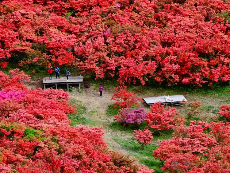 Thảm hoa đỗ quyên trên đỉnh núi Nhật Bản