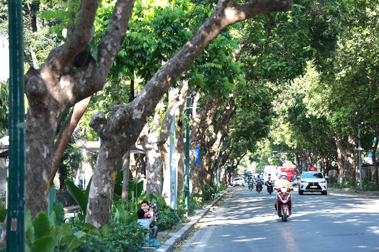 Giữa tiết trời như đổ lửa, vẫn có những con đường 'rất xanh của Hà Nội' - 11