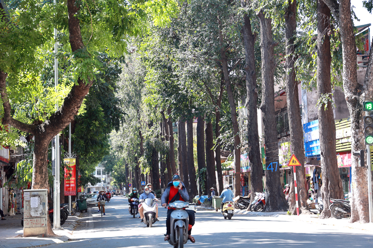Giữa tiết trời như đổ lửa, vẫn có những con đường 'rất xanh của Hà Nội' - 4
