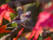 Du khảo - Kỳ thú chim muông trên đỉnh Bạch Mã