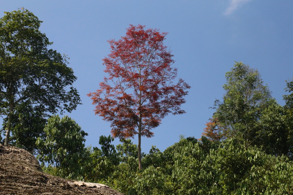 Mùa cây bồ kết rừng đỏ lá - 1