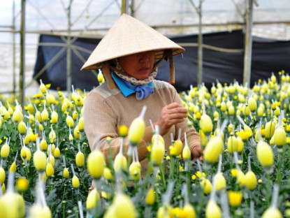 Suy ngẫm - Người Đà Lạt “sôi ruột” với gần 50 triệu cành hoa chờ bán