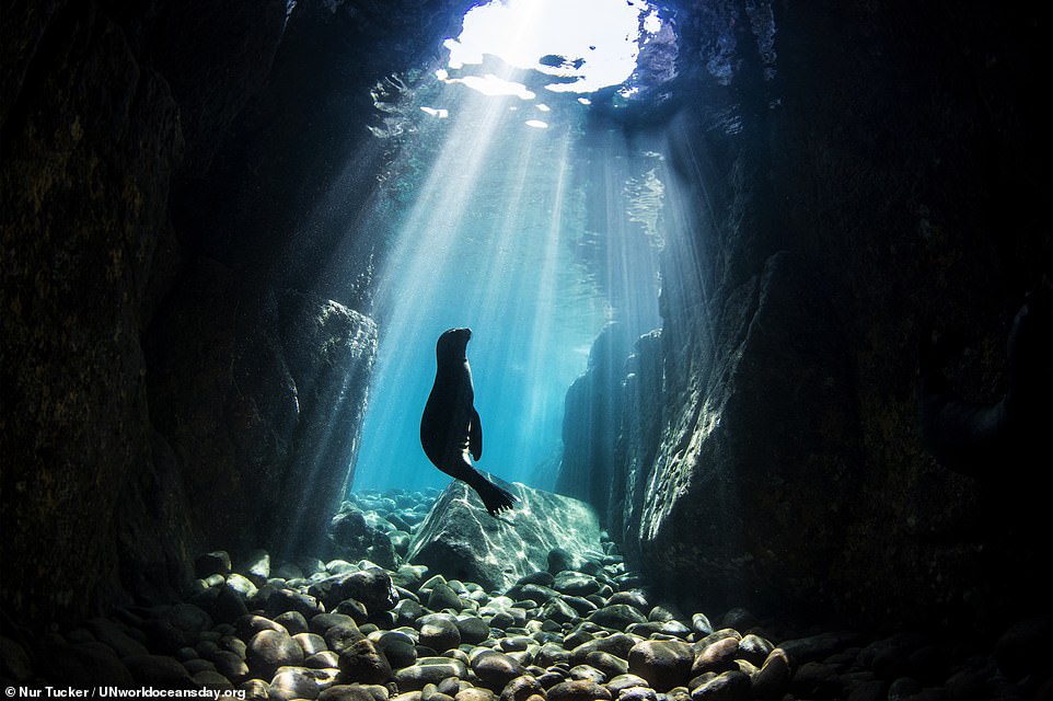 Rồng xanh dưới nước vào top ảnh đại dương đẹp nhất thế giới - 6