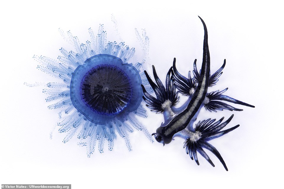 Rồng xanh dưới nước vào top ảnh đại dương đẹp nhất thế giới - 7