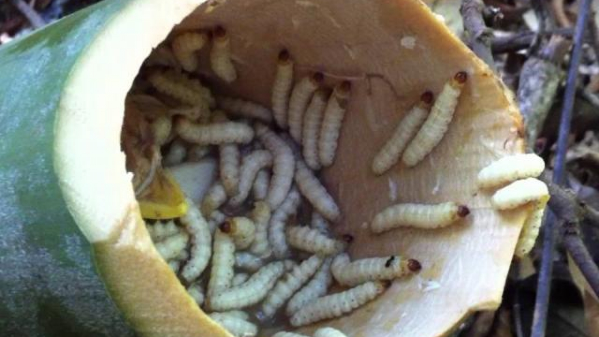 Những món ăn kinh hãi từ sâu bọ khiến thực khách giật mình nhưng ăn vào lại bị nghiện - 1
