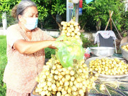 Mùa dâu da chín rộ