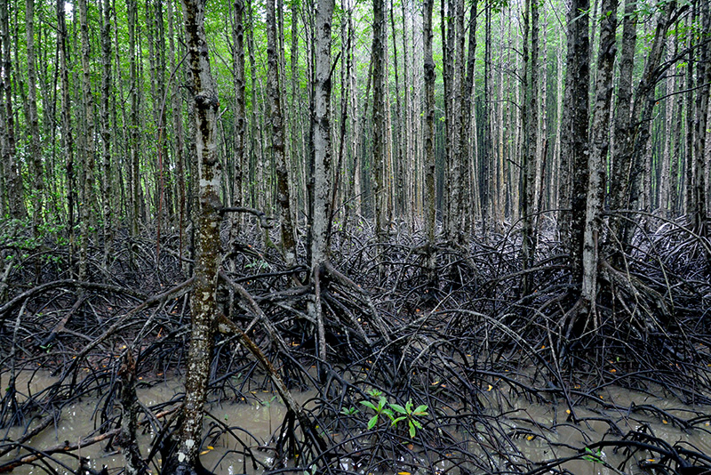 Khu Dự trữ sinh quyển rừng ngập mặn Cần Giờ - “Lá phổi xanh” của TP.HCM - 2