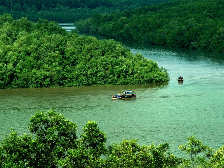 Khu Dự trữ sinh quyển rừng ngập mặn Cần Giờ - “Lá phổi xanh” của TP.HCM