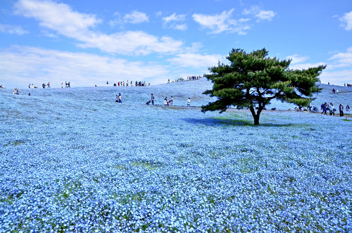 Thiên đường hoa nở quanh năm ở Nhật Bản - 1