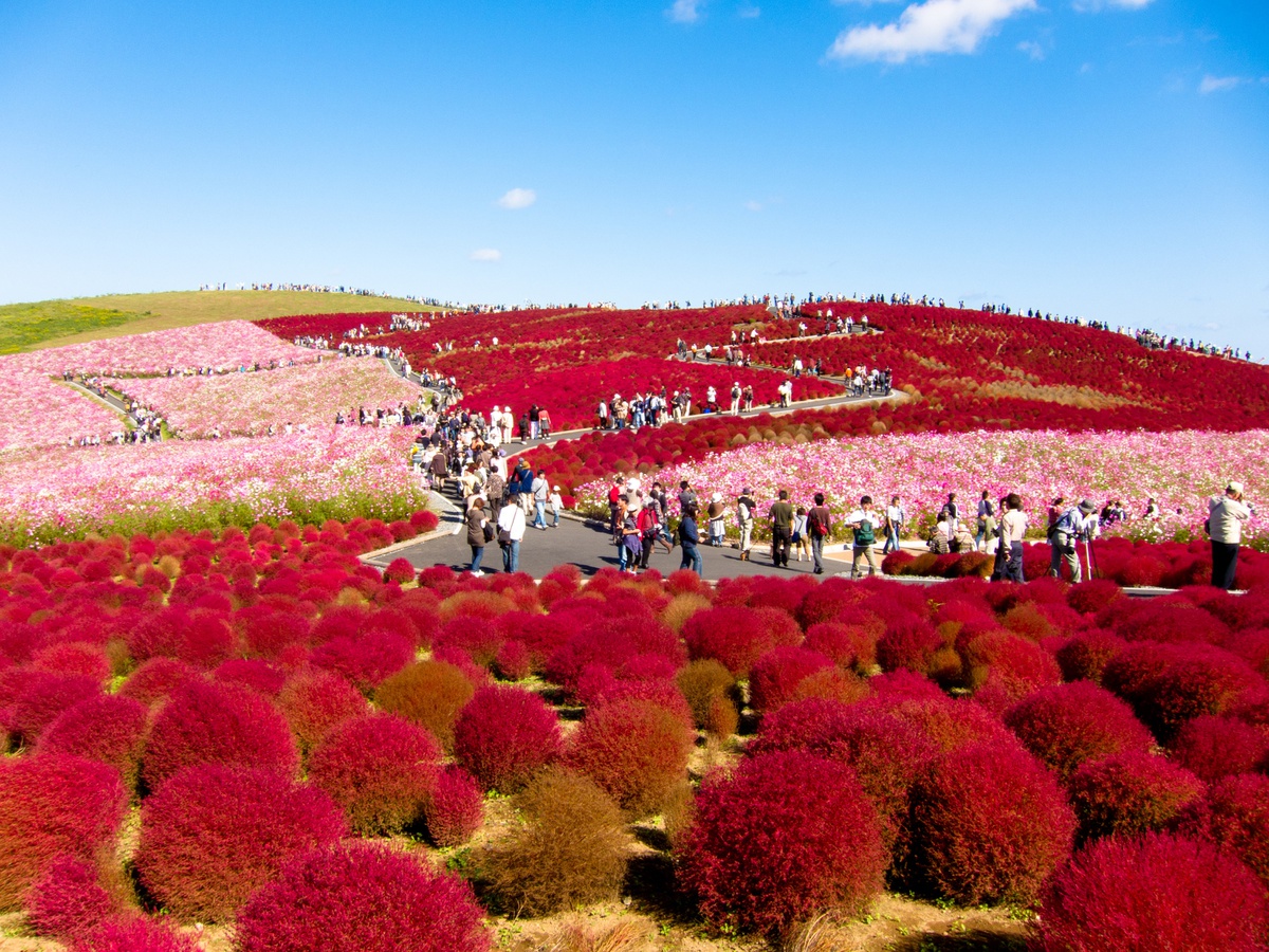 Thiên đường hoa nở quanh năm ở Nhật Bản - 2