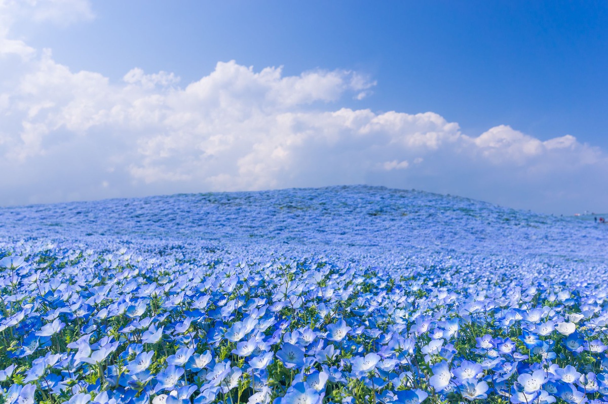 Thiên đường hoa nở quanh năm ở Nhật Bản - 6