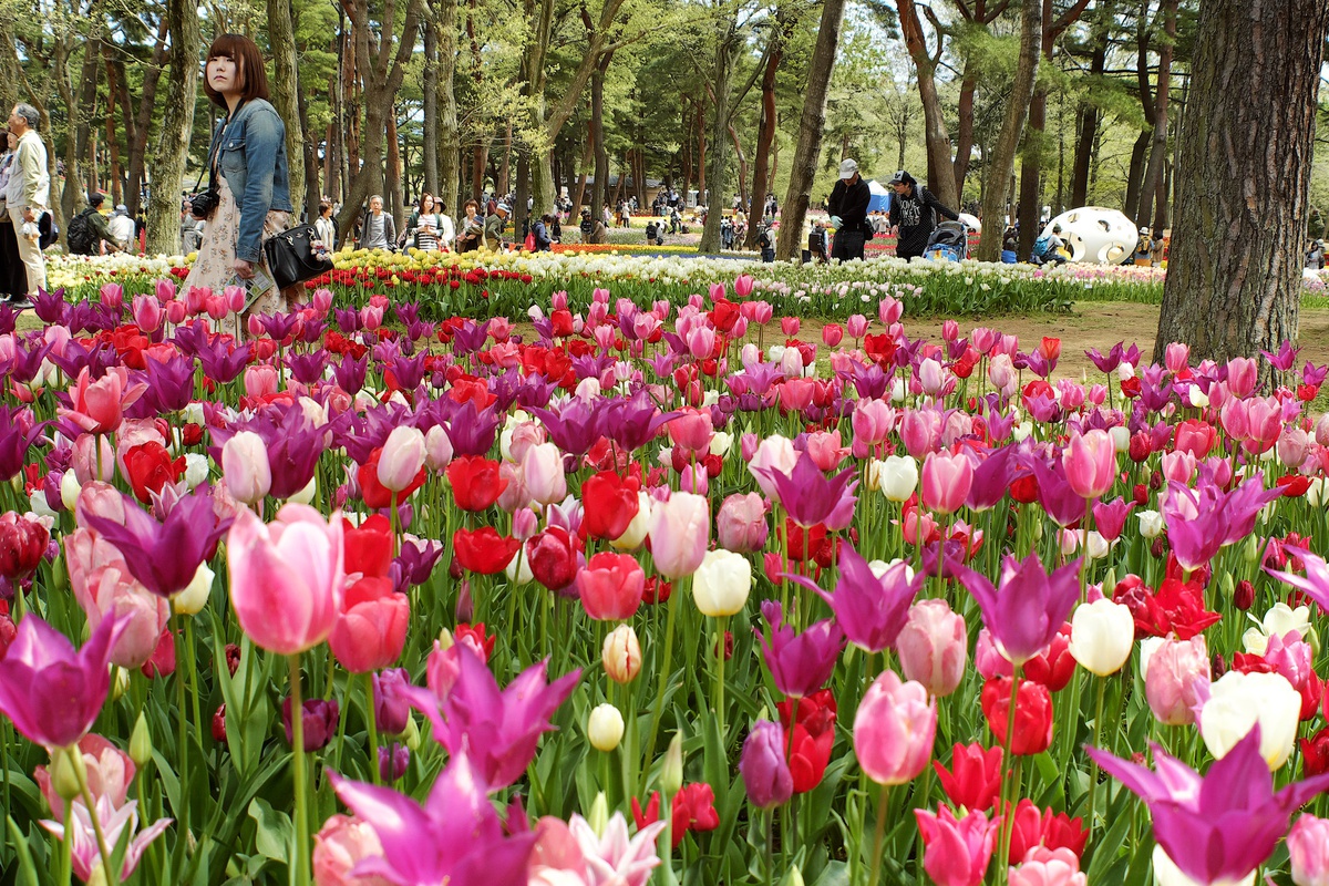 Thiên đường hoa nở quanh năm ở Nhật Bản - 9