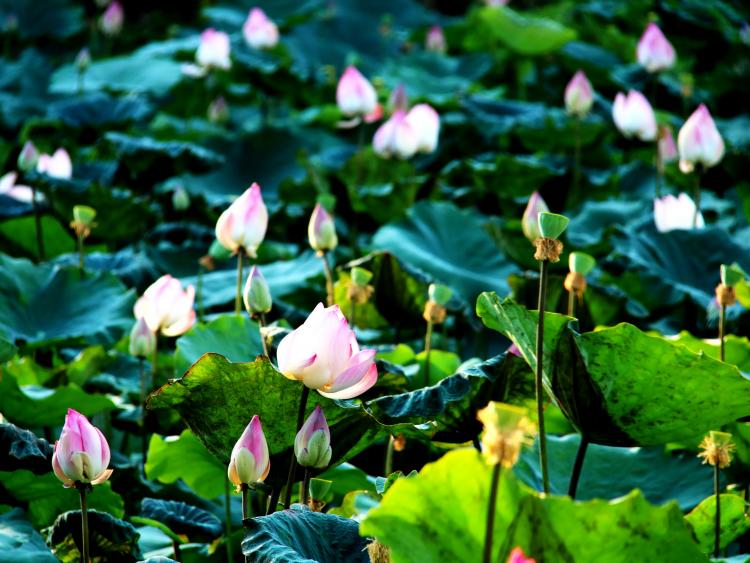 Lạc lối giữa đầm sen hồng thơ mộng ở thành phố biển Nha Trang