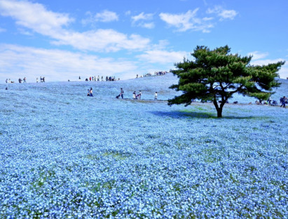 Du khảo - Thiên đường hoa nở quanh năm ở Nhật Bản