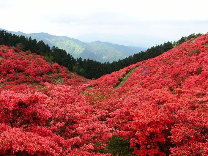 Chiêm ngưỡng sắc đỏ mùa thu giữa bạt ngàn màu xanh mùa hè - 2