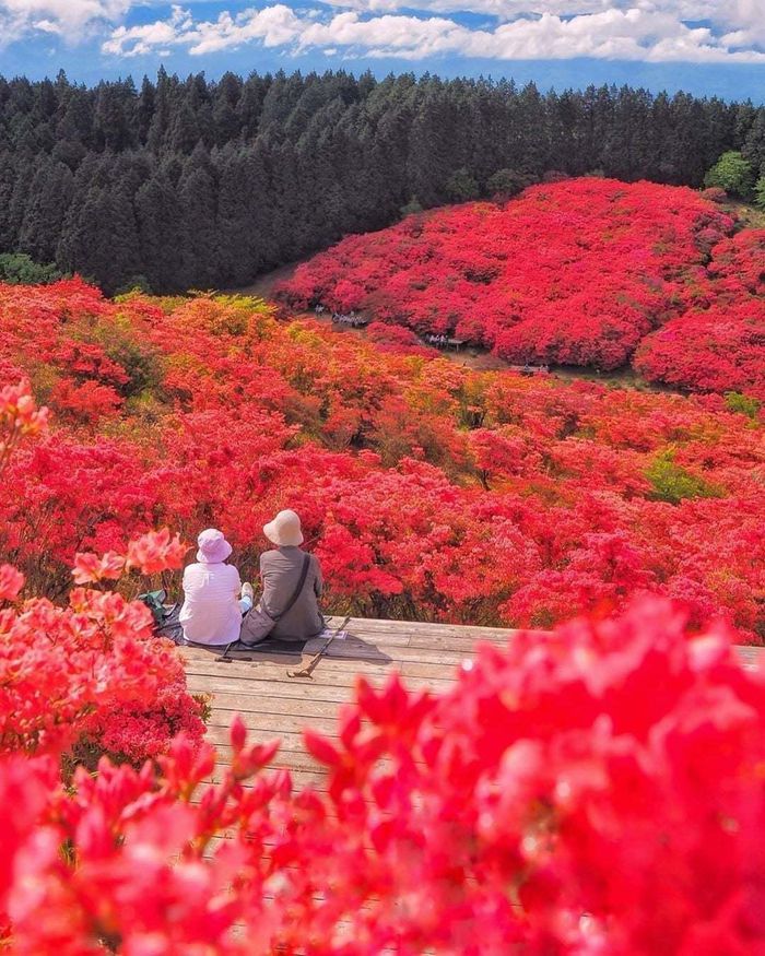 Chiêm ngưỡng sắc đỏ mùa thu giữa bạt ngàn màu xanh mùa hè - 3