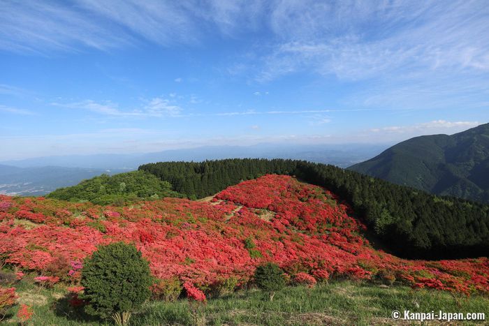 Chiêm ngưỡng sắc đỏ mùa thu giữa bạt ngàn màu xanh mùa hè - 4