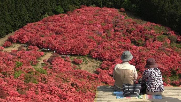 Chiêm ngưỡng sắc đỏ mùa thu giữa bạt ngàn màu xanh mùa hè - 6