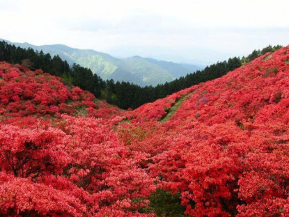 Du khảo - Chiêm ngưỡng sắc đỏ mùa thu giữa bạt ngàn màu xanh mùa hè