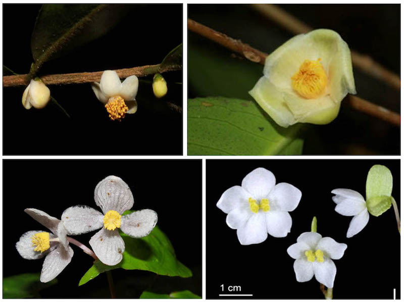 Bất ngờ 4 loài hoa mới ở Việt Nam, thế giới chưa biết - 1