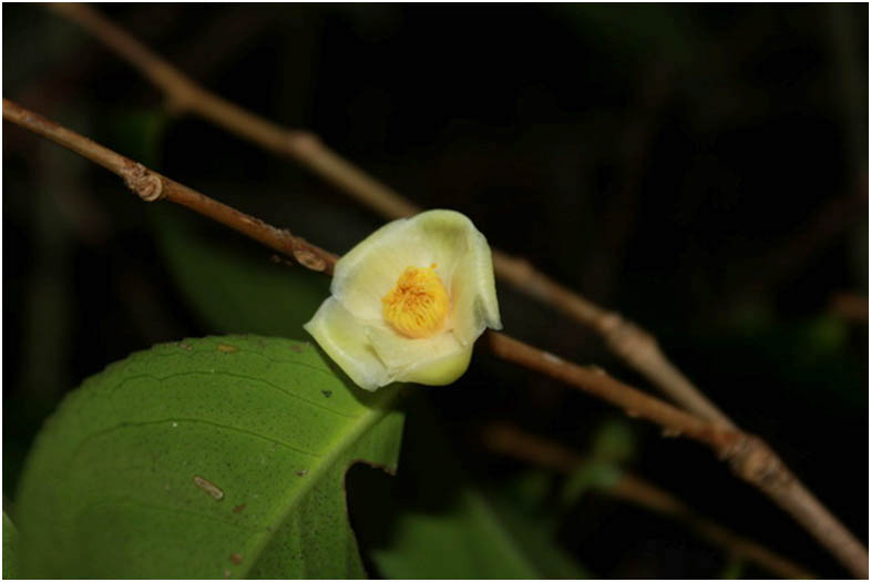 Bất ngờ 4 loài hoa mới ở Việt Nam, thế giới chưa biết - 3