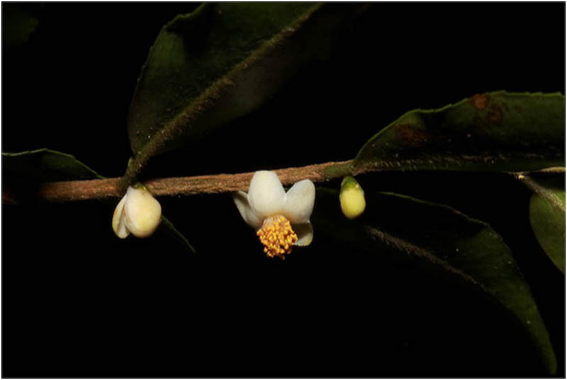 Bất ngờ 4 loài hoa mới ở Việt Nam, thế giới chưa biết - 2
