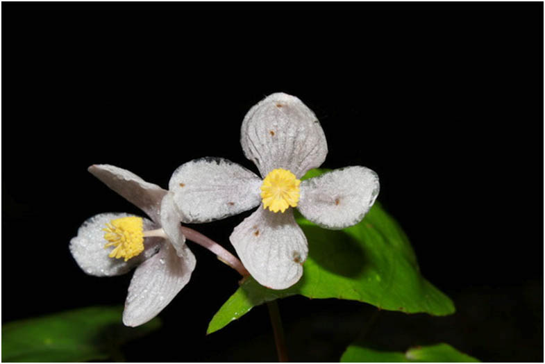 Bất ngờ 4 loài hoa mới ở Việt Nam, thế giới chưa biết - 4