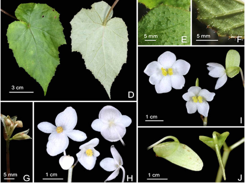 Bất ngờ 4 loài hoa mới ở Việt Nam, thế giới chưa biết - 5