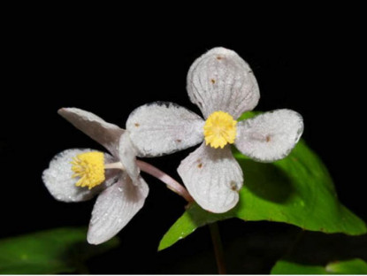 Chuyện hay - Bất ngờ 4 loài hoa mới ở Việt Nam, thế giới chưa biết