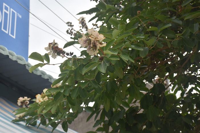 Hoa bằng lăng nhuộm tím phố phường Bà Rịa - 6