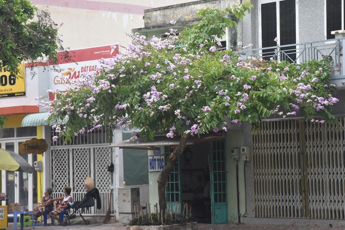 Hoa bằng lăng nhuộm tím phố phường Bà Rịa - 5
