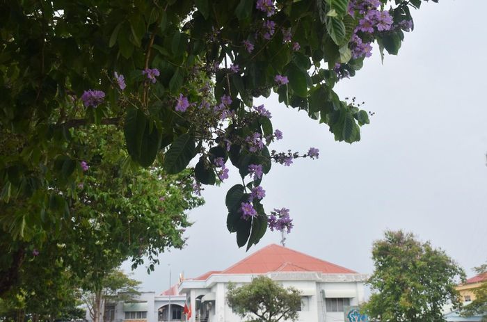 Hoa bằng lăng nhuộm tím phố phường Bà Rịa - 4