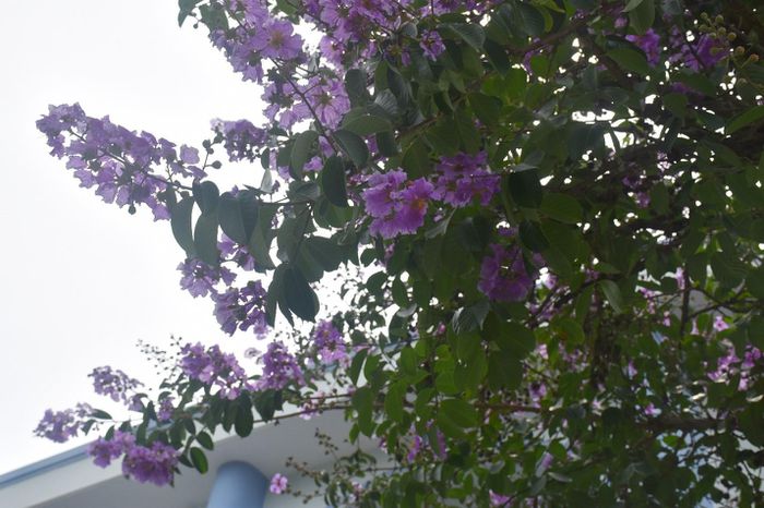 Hoa bằng lăng nhuộm tím phố phường Bà Rịa - 8