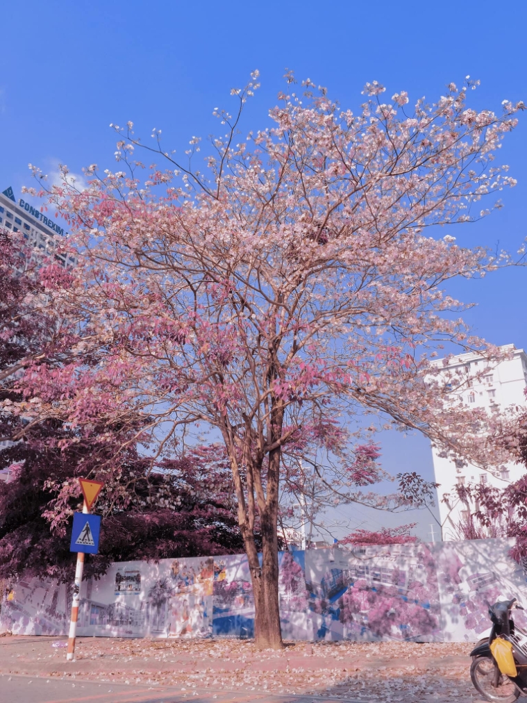 Xuất hiện cây phong linh hồng 'cô đơn' nở rộ như anh đào Nhật Bản ở Hà Nội - 4
