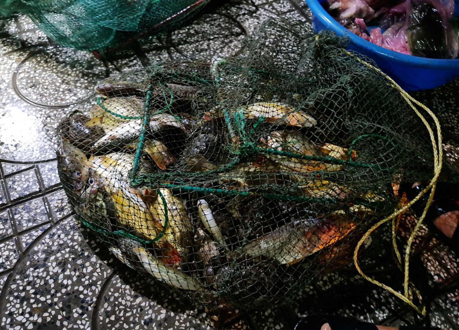 Du khách nườm nượp đến chợ Hà Tiên mua cá, mực lúc rạng sáng - 5