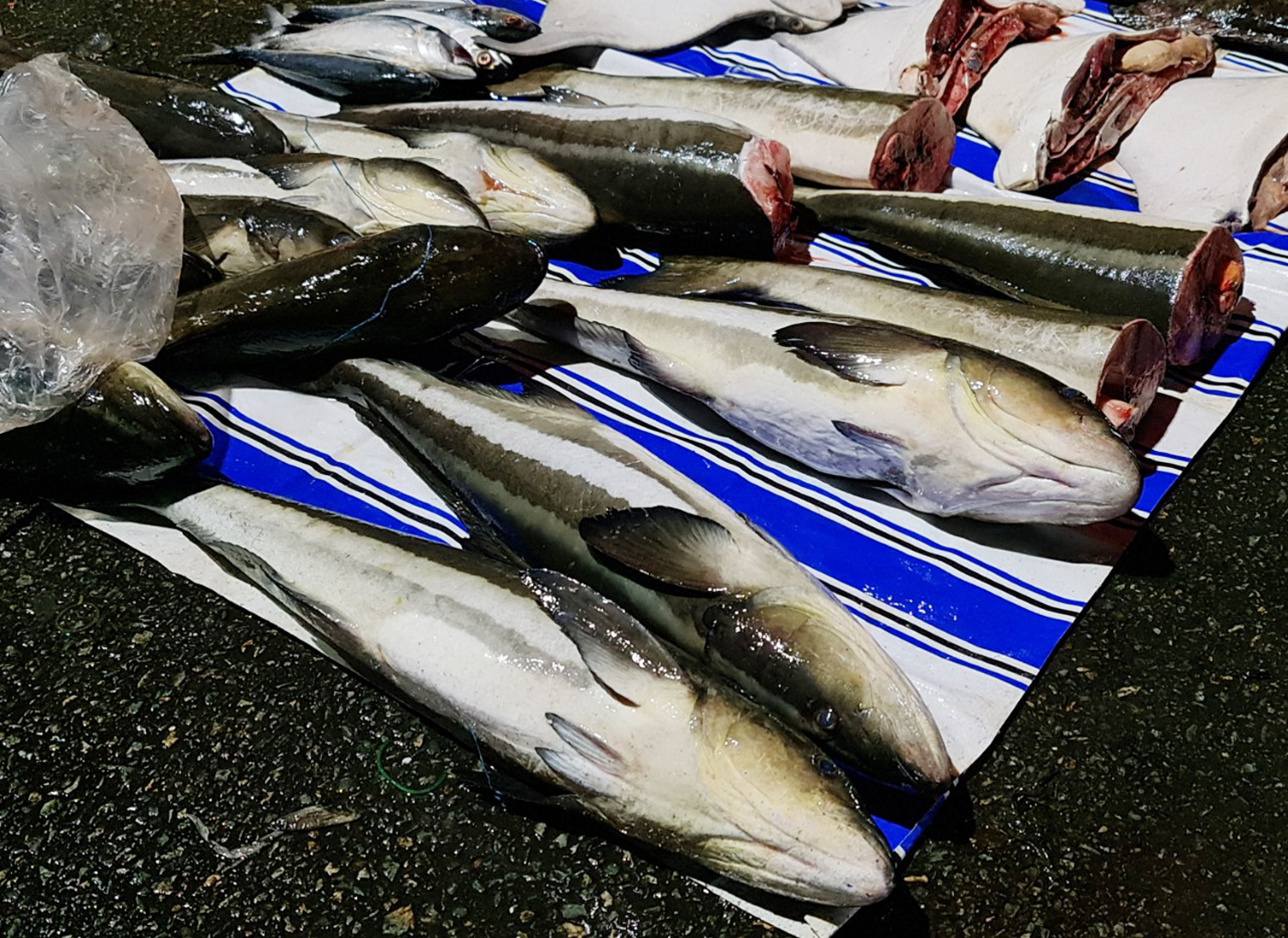 Du khách nườm nượp đến chợ Hà Tiên mua cá, mực lúc rạng sáng - 6