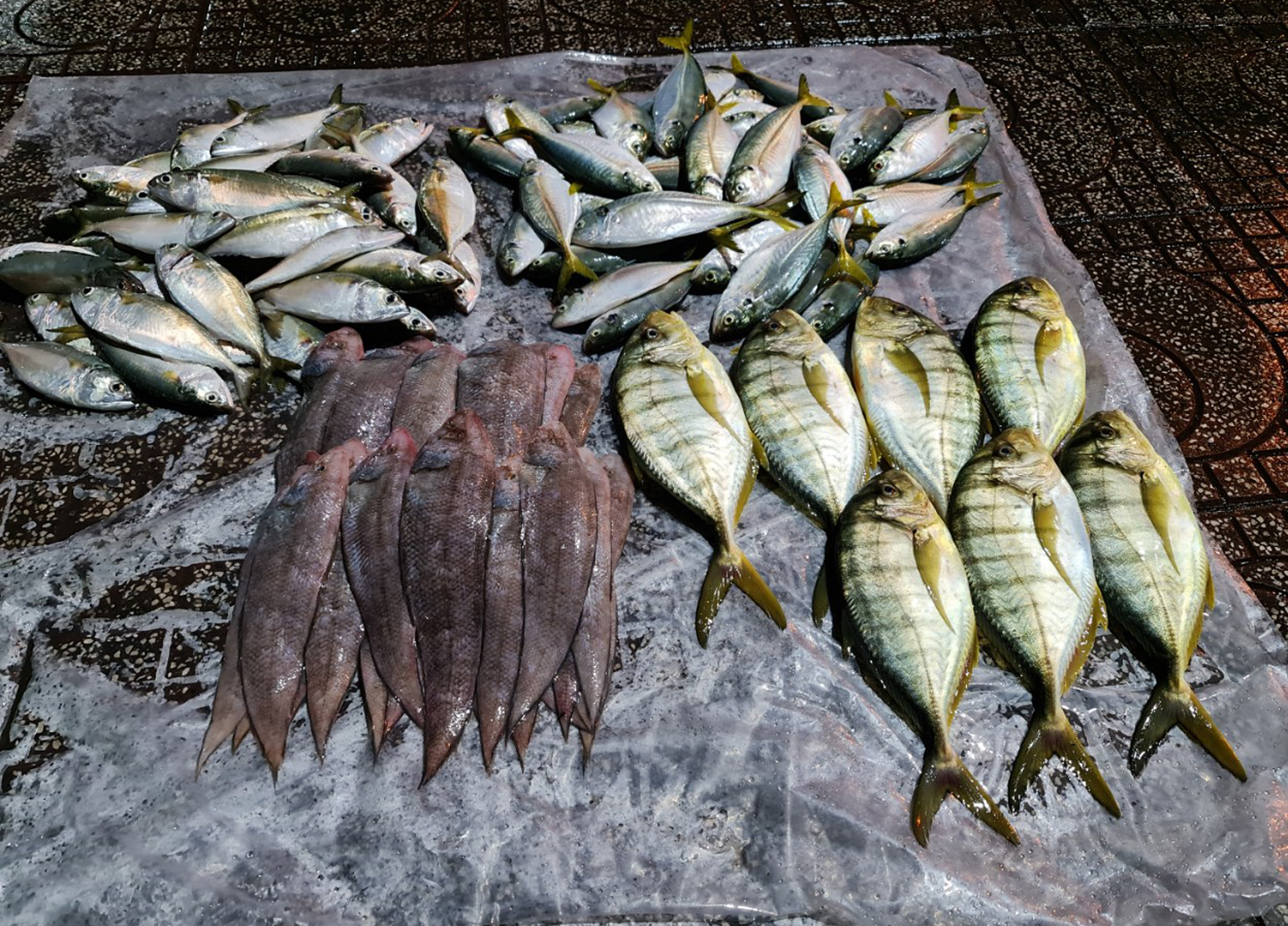 Du khách nườm nượp đến chợ Hà Tiên mua cá, mực lúc rạng sáng - 8
