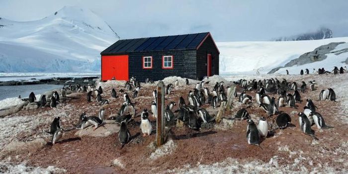 Bưu cục xa xôi nhất thế giới tuyển người đếm chim cánh cụt ở Nam Cực - 5