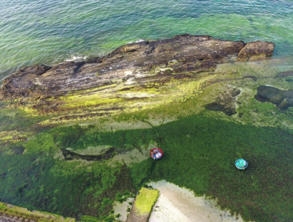 Du khảo - Rêu xanh trầm tích núi lửa ở đảo Lý Sơn
