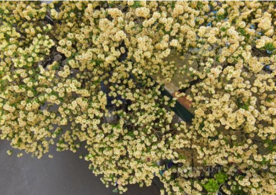 Cây hoa bún "báu vật" hơn 300 tuổi đẹp ngỡ ngàng của người làng Đình Thôn - 2