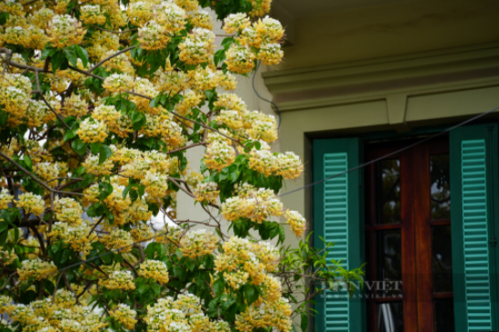 Cây hoa bún "báu vật" hơn 300 tuổi đẹp ngỡ ngàng của người làng Đình Thôn - 5