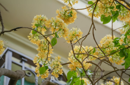 Cây hoa bún "báu vật" hơn 300 tuổi đẹp ngỡ ngàng của người làng Đình Thôn - 8