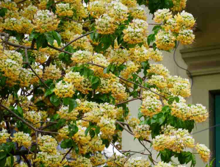 Cây hoa bún “báu vật“ hơn 300 tuổi đẹp ngỡ ngàng của người làng Đình Thôn