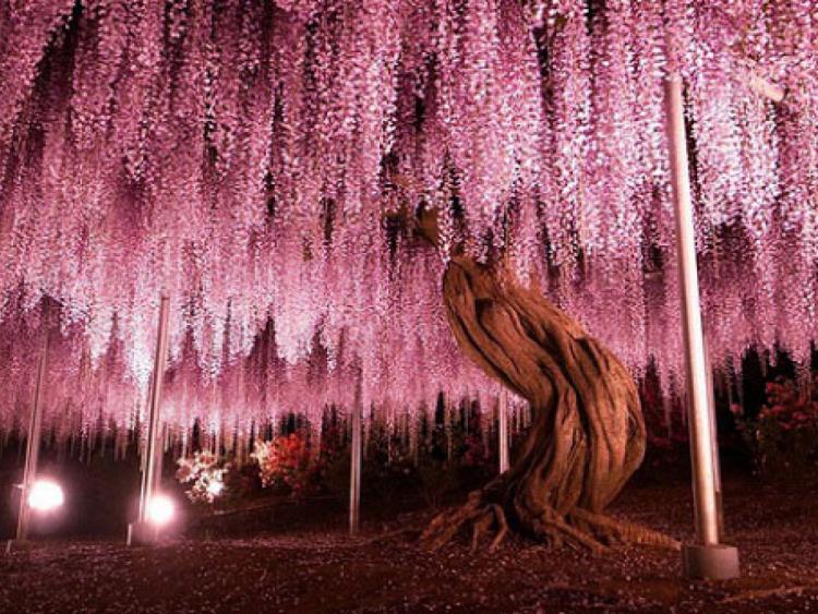 The beauty of the 150-year-old wisteria tree 'the most beautiful in the world'