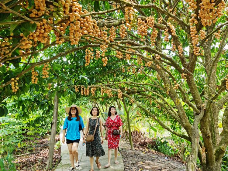 Vườn dâu siêu trái hút khách du lịch ở Hậu Giang