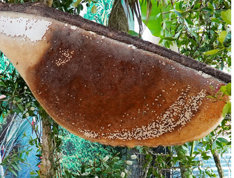 Cà Mau có tổ ong mật lớn nhất Việt Nam