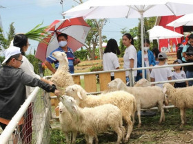 Uống cà phê ngắm đàn cừu, cối xay gió như lạc vào xứ mộng mơ